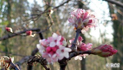 viorne parfumée
