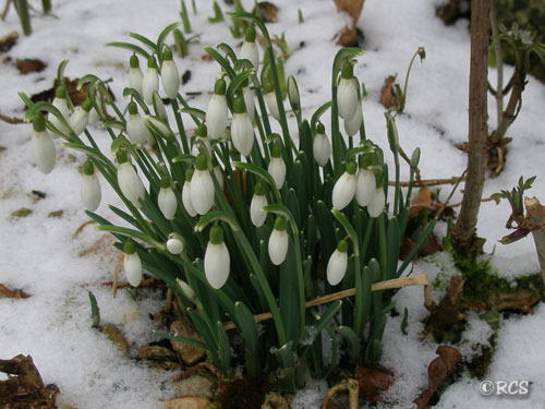 2009年2月16日撮影