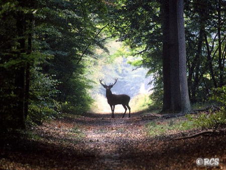 cerf