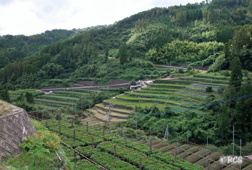 星野村の棚田