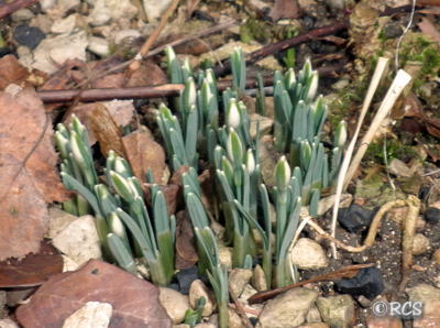 Perce-neige