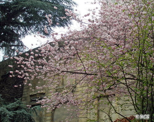 日本の桜
