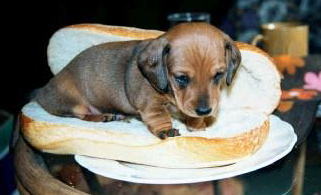 フランス人がふざけてchien-chaudと呼ぶ食べ物!
