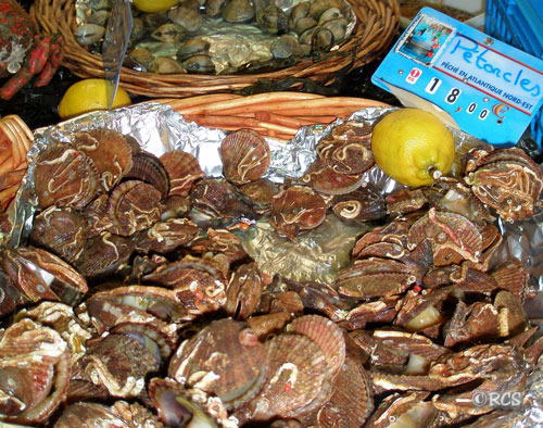 pétoncle